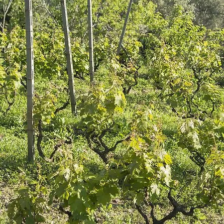 Ca' De Andrea Garlenda
